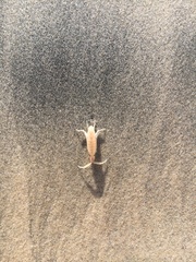 Megalorchestia corniculata