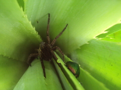 Aglaoctenus oblongus