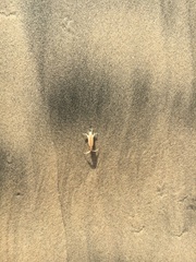 Megalorchestia corniculata
