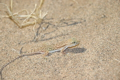 Crossobamon eversmanni