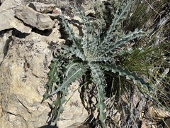 Cirsium neomexicanum