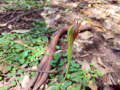 Pterostylis erecta