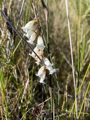 Epacris obtusifolia