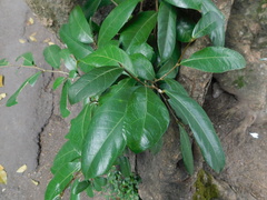 Ficus