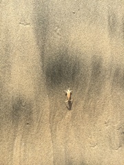 Megalorchestia corniculata