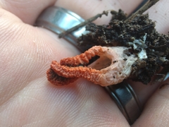 Pseudocolus fusiformis