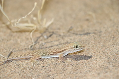 Crossobamon eversmanni