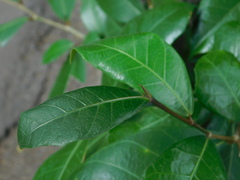 Ficus