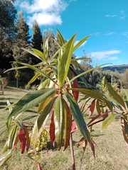 Escallonia pendula