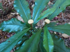 Eupomatia bennettii