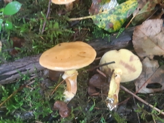 Suillus acidus
