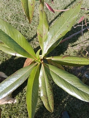 Escallonia pendula