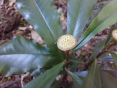 Eupomatia bennettii