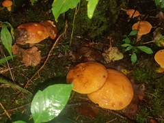 Suillus acidus