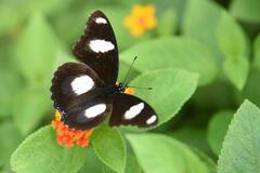 Hypolimnas misippus