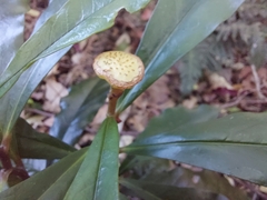 Eupomatia bennettii
