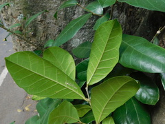 Ficus