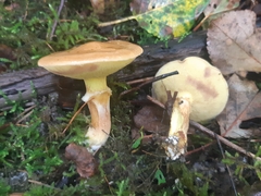 Suillus acidus