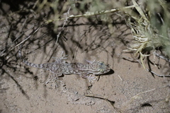 Crossobamon eversmanni