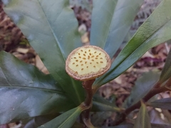 Eupomatia bennettii