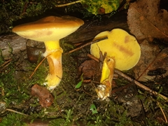 Suillus acidus