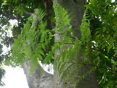 Davallia denticulata