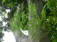 Davallia denticulata