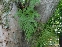 Davallia denticulata