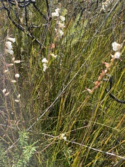 Epacris obtusifolia
