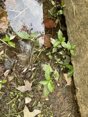 Persicaria longiseta