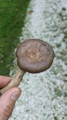 Cantharellula umbonata