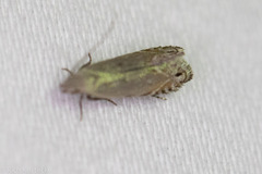 Battaristis nigratomella