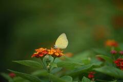 Eurema hecabe
