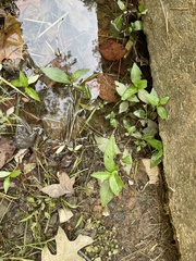 Persicaria longiseta
