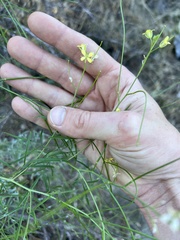 Sisymbrium altissimum