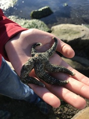 Evasterias troschelii