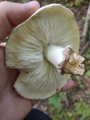 Tricholoma caligatum