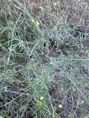 Sisymbrium altissimum