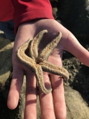 Evasterias troschelii