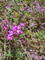 Lantana megapotamica