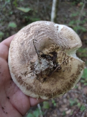 Tricholoma caligatum