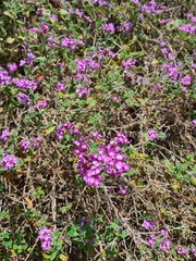 Lantana megapotamica