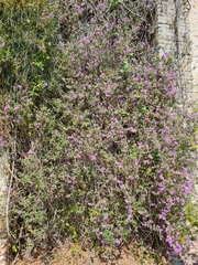 Lantana megapotamica