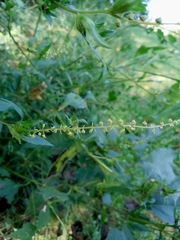 Rumex conglomeratus