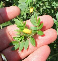 Kallstroemia parviflora