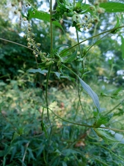 Rumex conglomeratus
