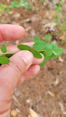 Desmodium ciliare