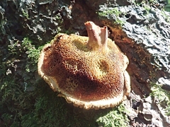 Buchwaldoboletus lignicola