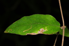 Aulagromyza