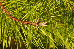 Pinus clausa